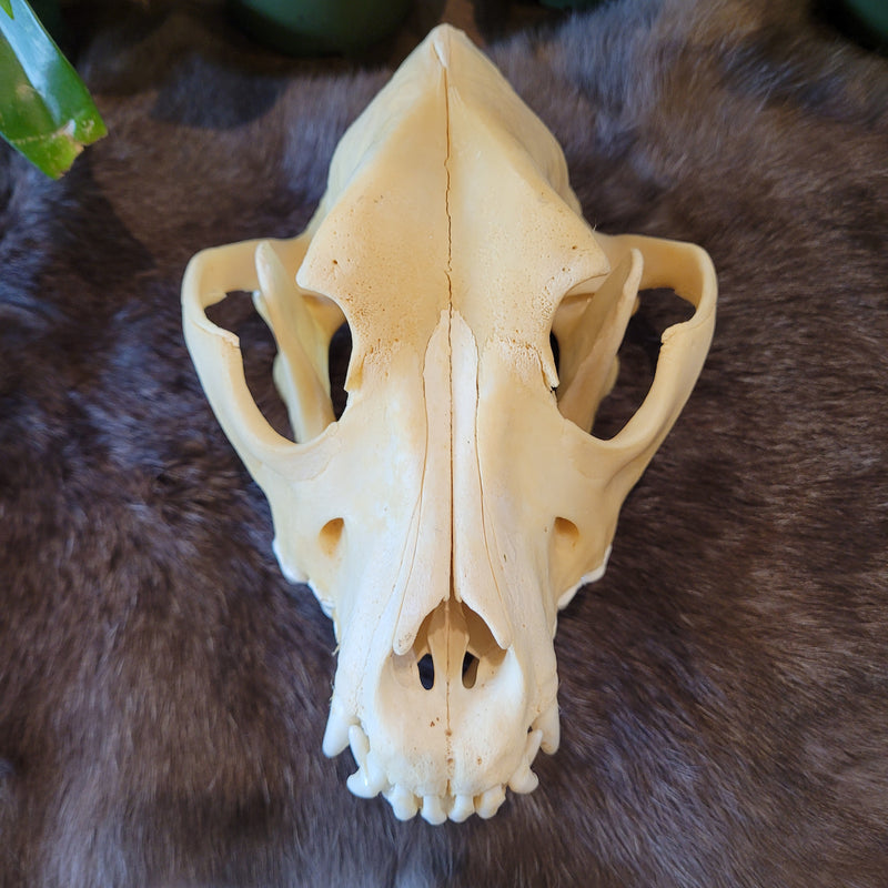 Domestic Dog Skull