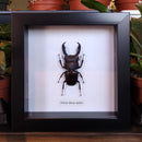 Giant Stag Beetle in Frame