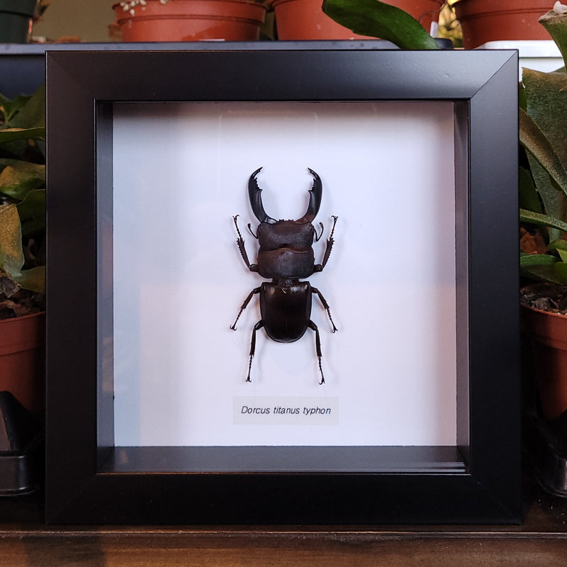 Giant Stag Beetle in Frame