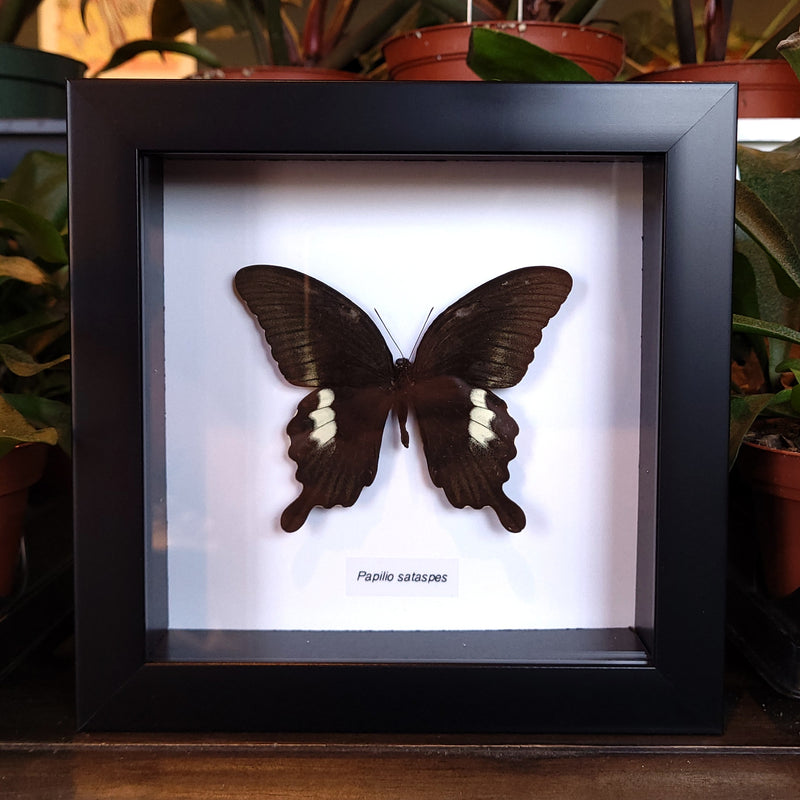 Black & White Swallowtail Butterfly in Frame