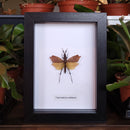Leaf Mimic Grasshopper in Frame