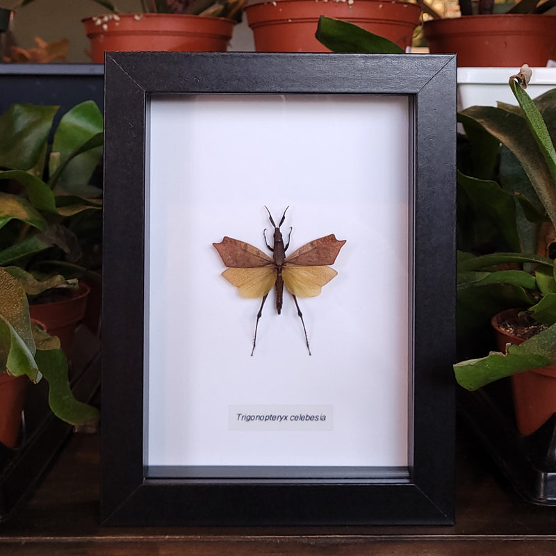 Leaf Mimic Grasshopper in Frame