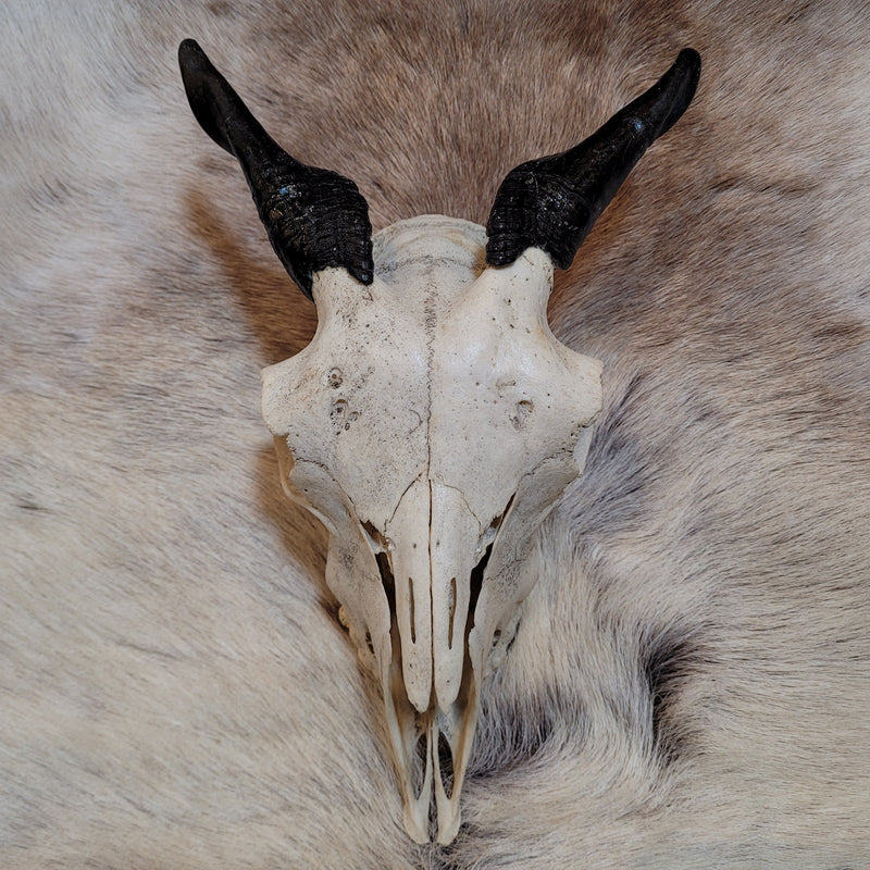 Goat Skull