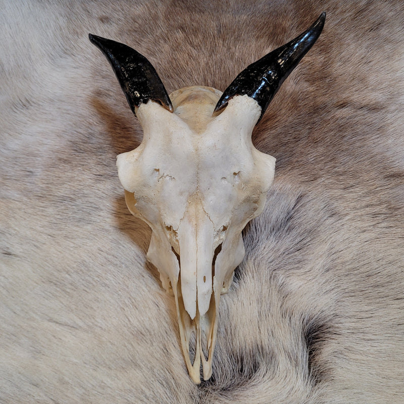 Goat Skull