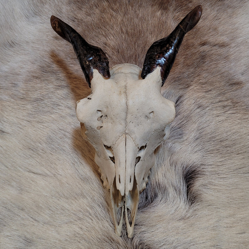 Goat Skull