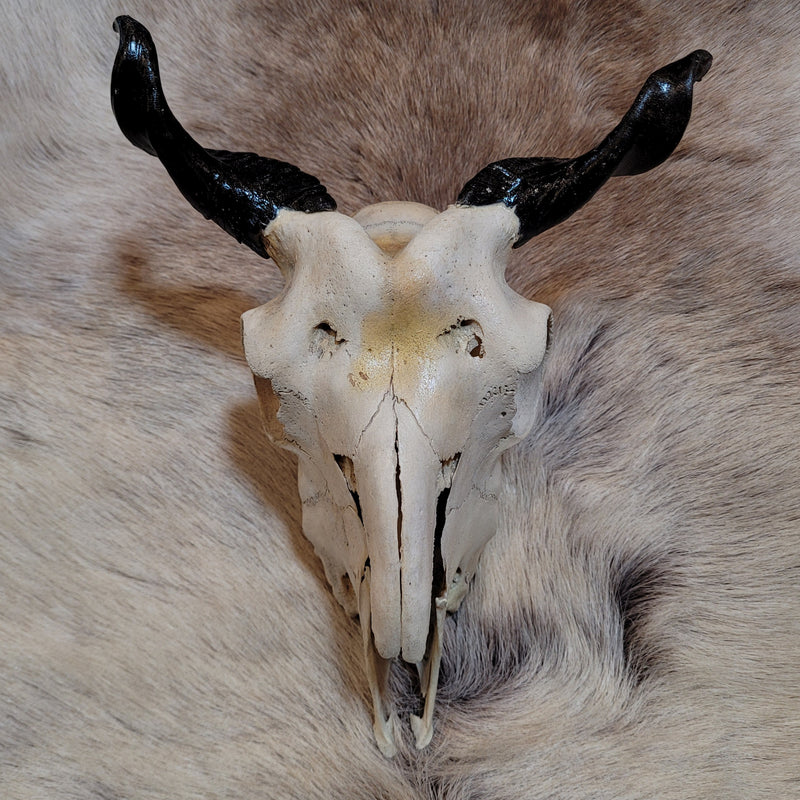 Goat Skull