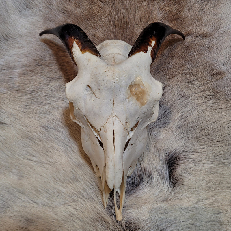 Goat Skull