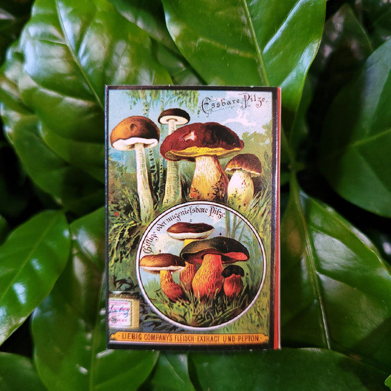 Mini Mushroom Extract Matchboxes