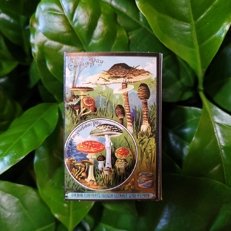 Mini Mushroom Extract Matchboxes