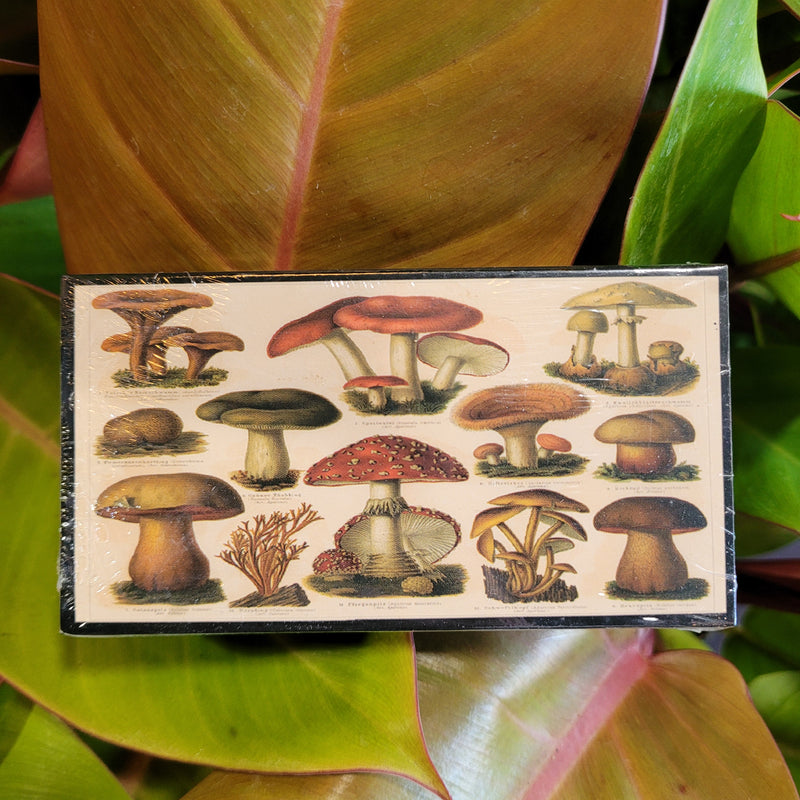 Mushroom Matchbox