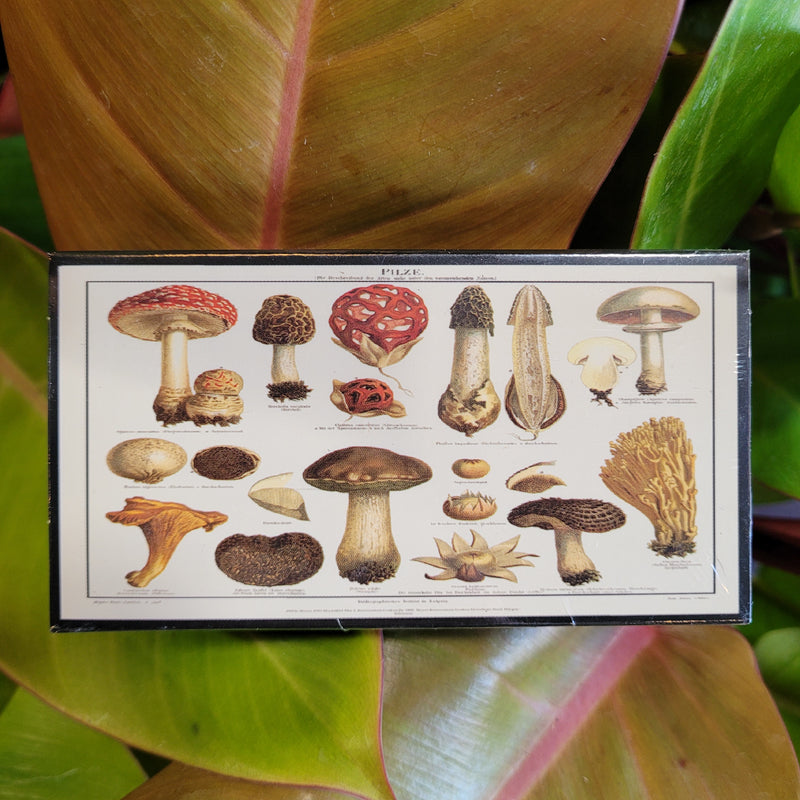 Mushroom Matchbox