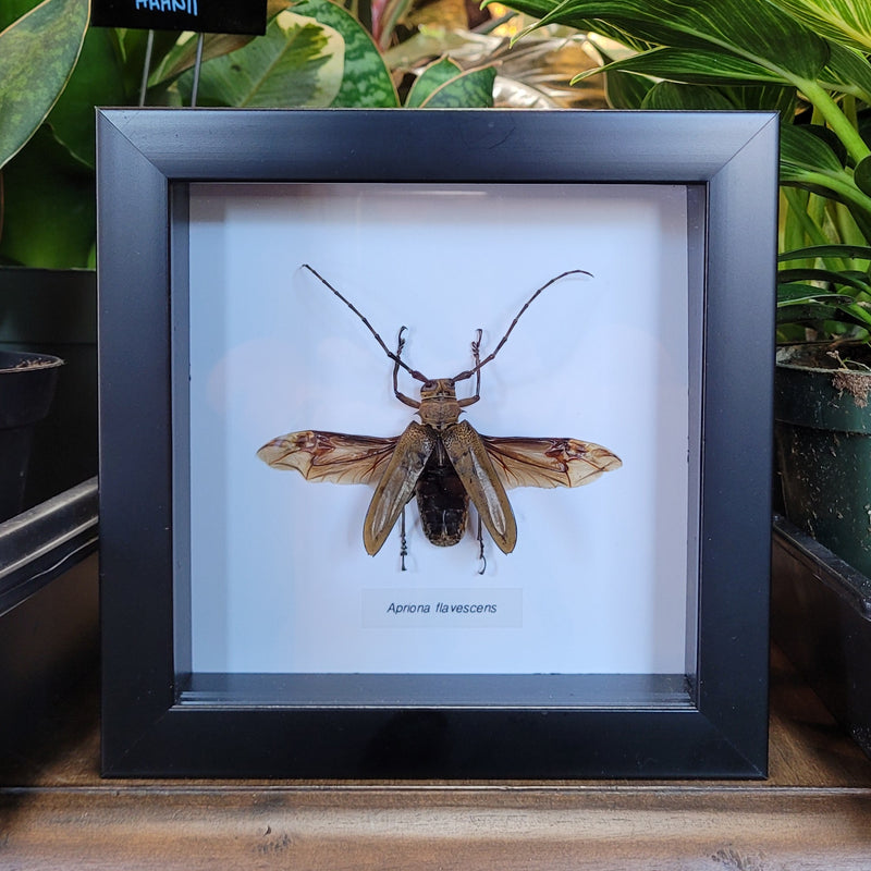 Apriona flavescens Longhorn Beetle in Frame