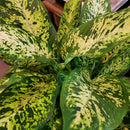 Dieffenbachia Compacta