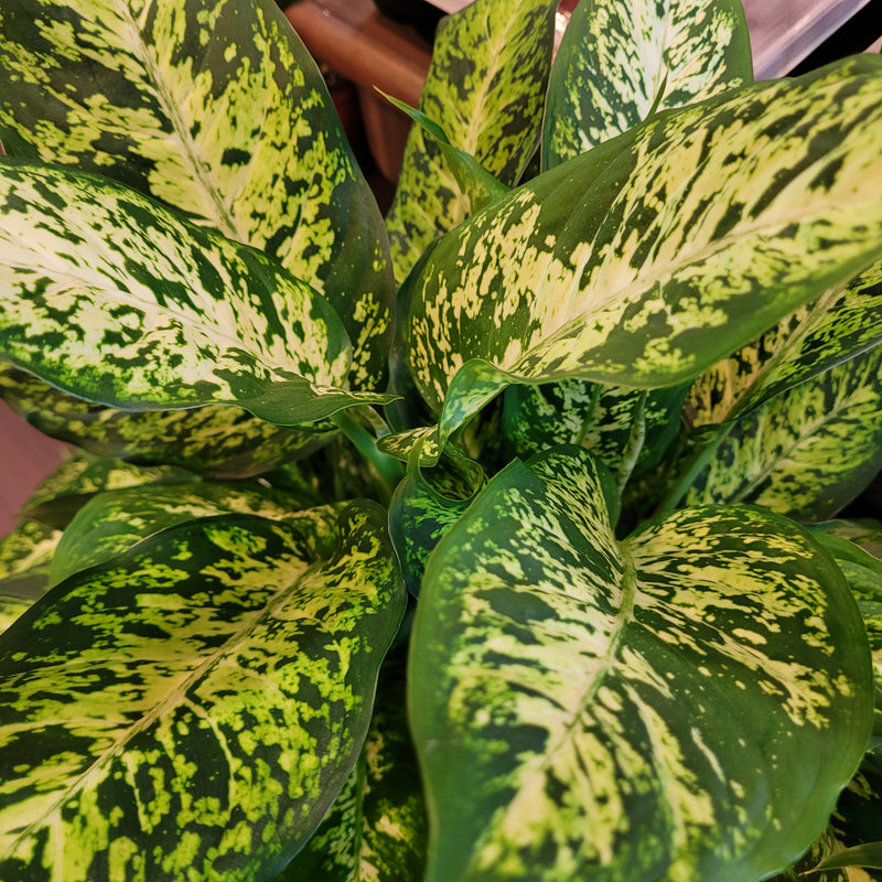 Dieffenbachia Compacta