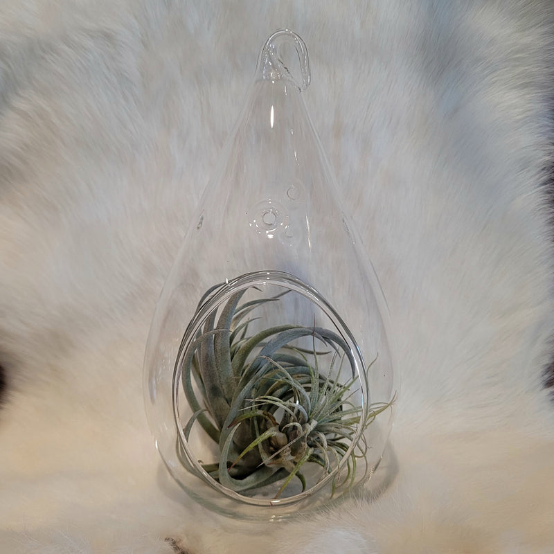 teardrop air plant terrarium Glass Teardrop Terrarium