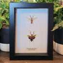 Jeweled Flower Mantis Comparison in Frame