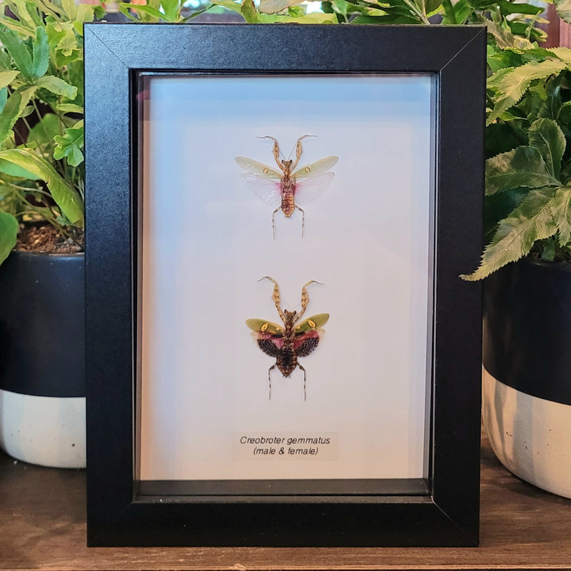 Jeweled Flower Mantis Comparison in Frame