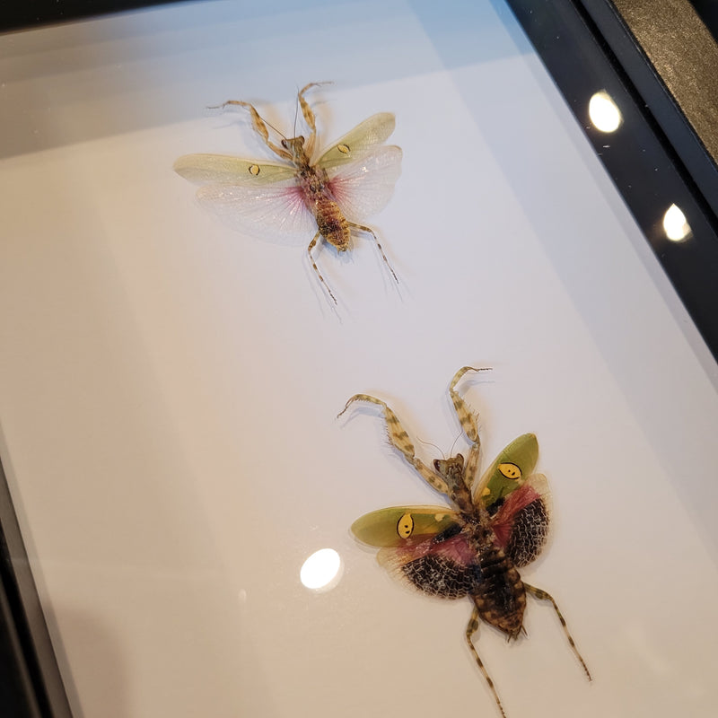 Jeweled Flower Mantis Comparison in Frame