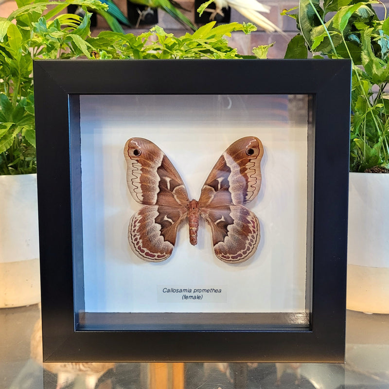 Promethea Silkmoth in Frame