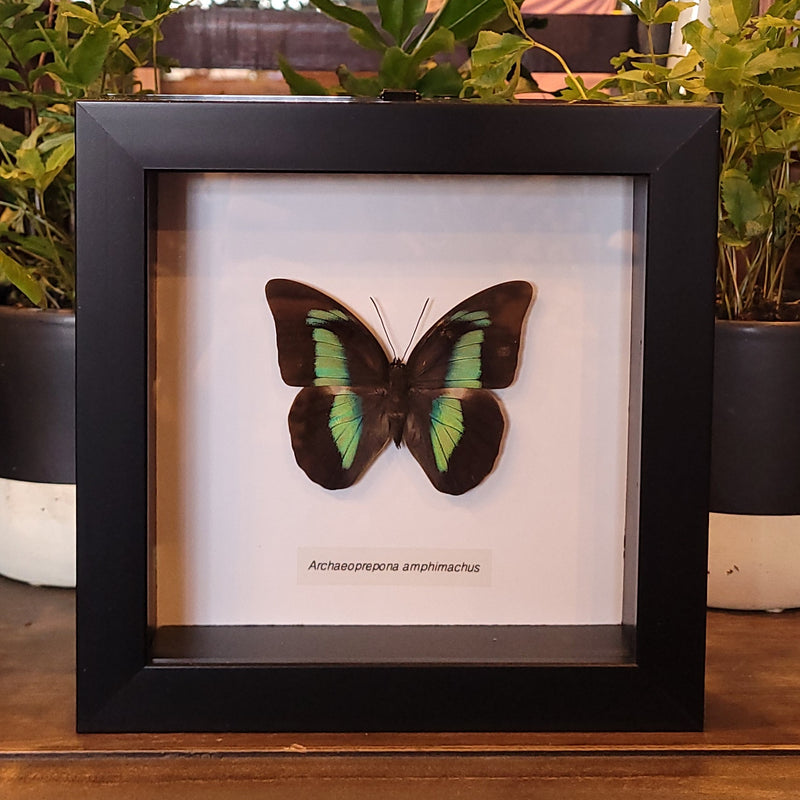 White-spotted Prepona Butterfly in Frame