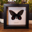 Ruby Swallowtail Butterfly in Frame