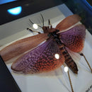 East African Bush Locust in Frame