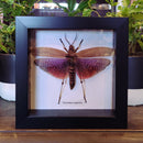 East African Bush Locust in Frame