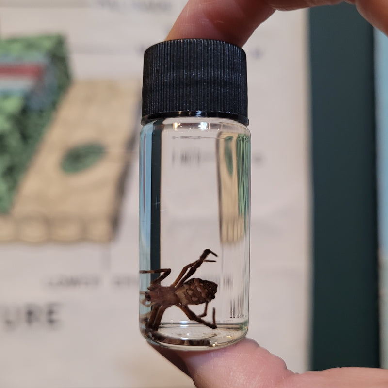 Garden Spider Wet Specimen