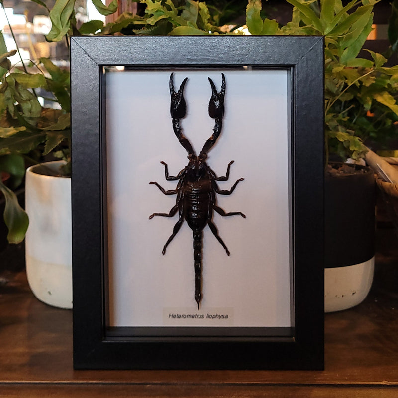 Asian Scorpion in Frame