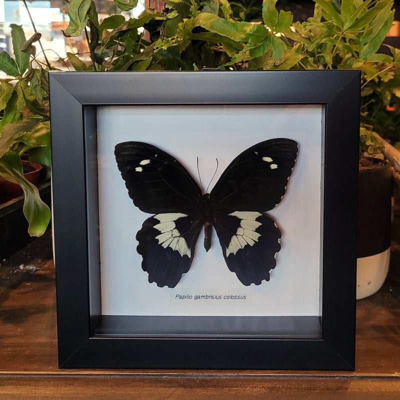 Giant Black Swallowtail Butterfly in Frame