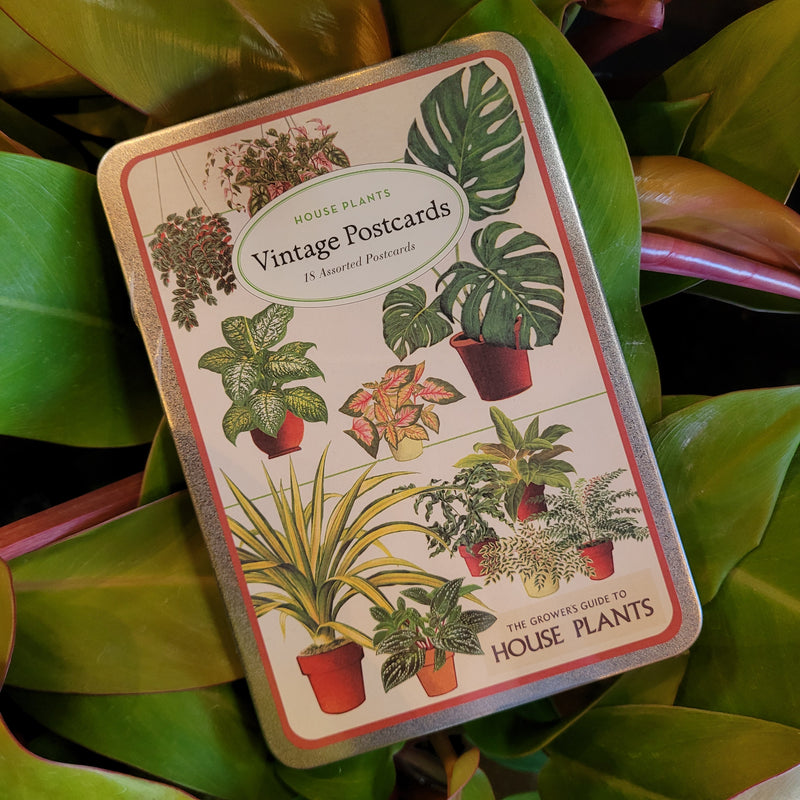 House Plants Vintage Postcards