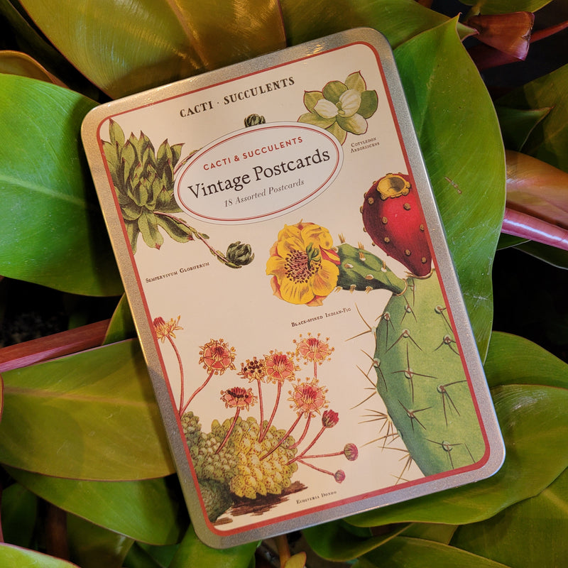 succulent postcards Cacti & Succulents Vintage Postcards