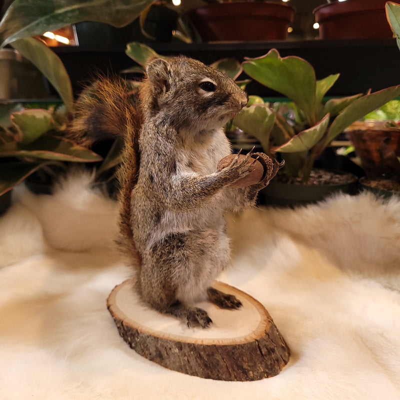 Pine Squirrel Taxidermy Mount