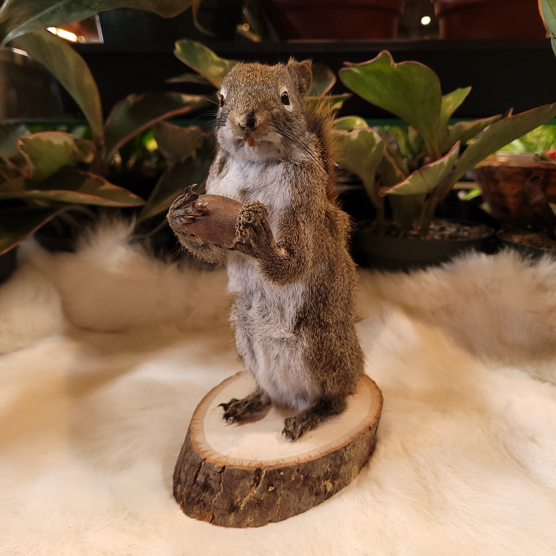 Pine Squirrel Taxidermy Mount