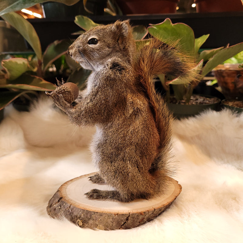 Pine Squirrel Taxidermy Mount