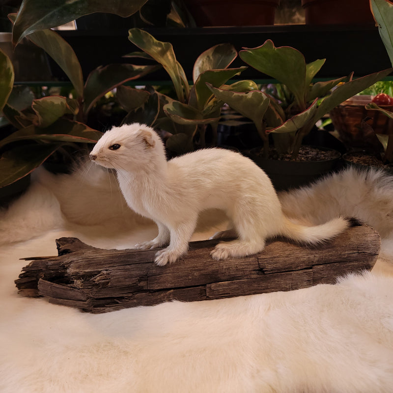 Ermine Taxidermy Mount