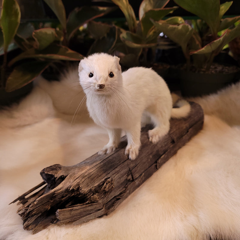 Ermine Taxidermy Mount