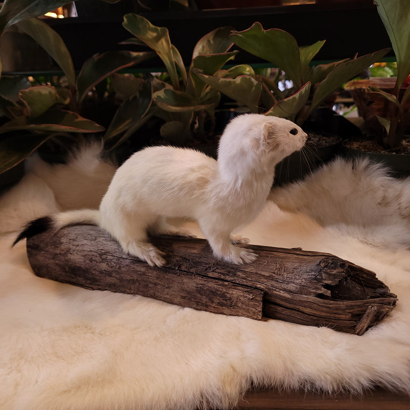 Ermine Taxidermy Mount