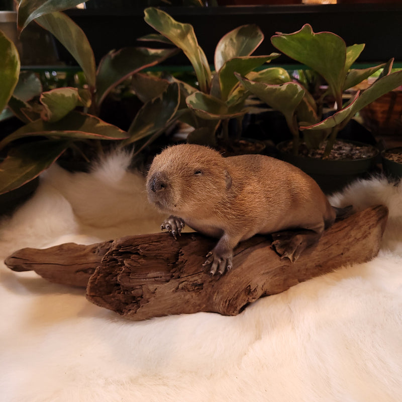 Beaver Kit Taxidermy Mount