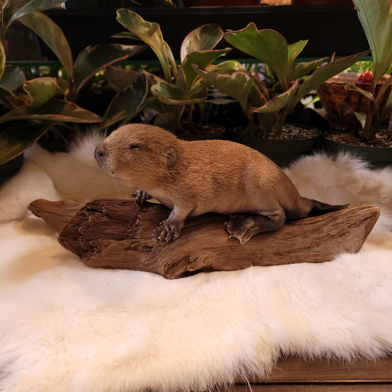 Beaver Kit Taxidermy Mount