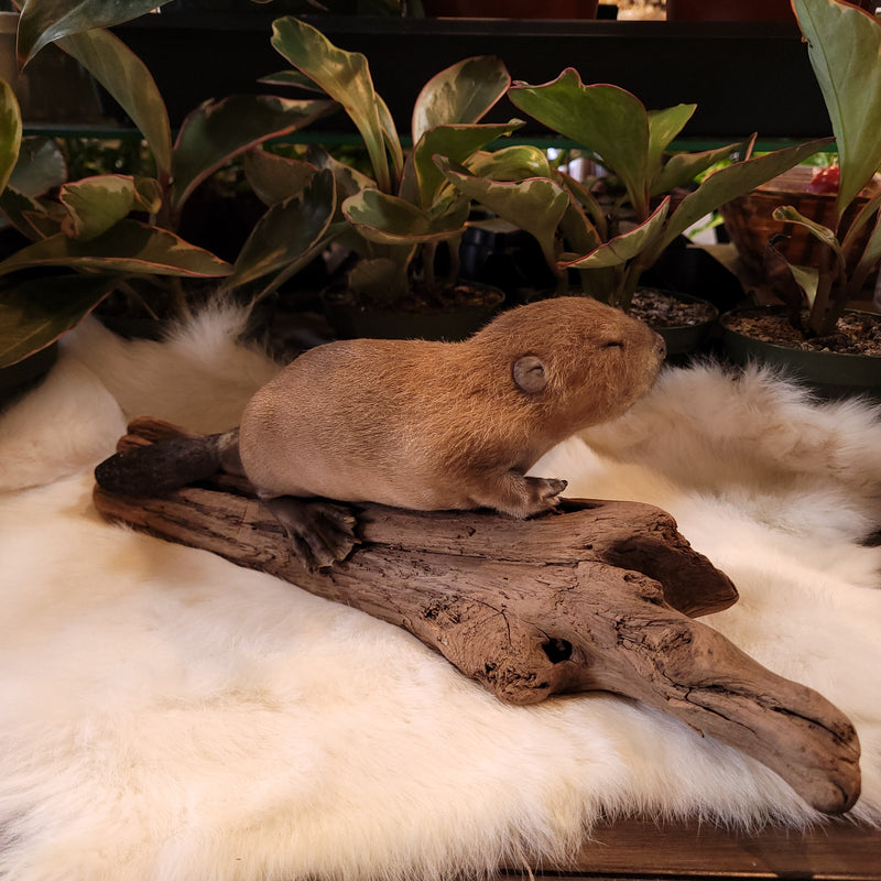 Beaver Kit Taxidermy Mount