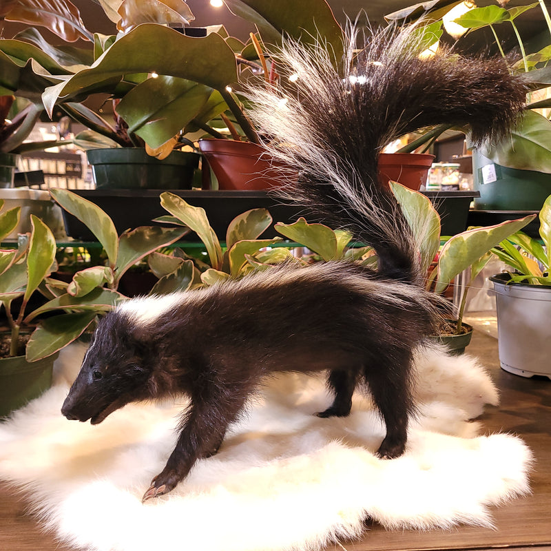 Skunk Kit Taxidermy Mount