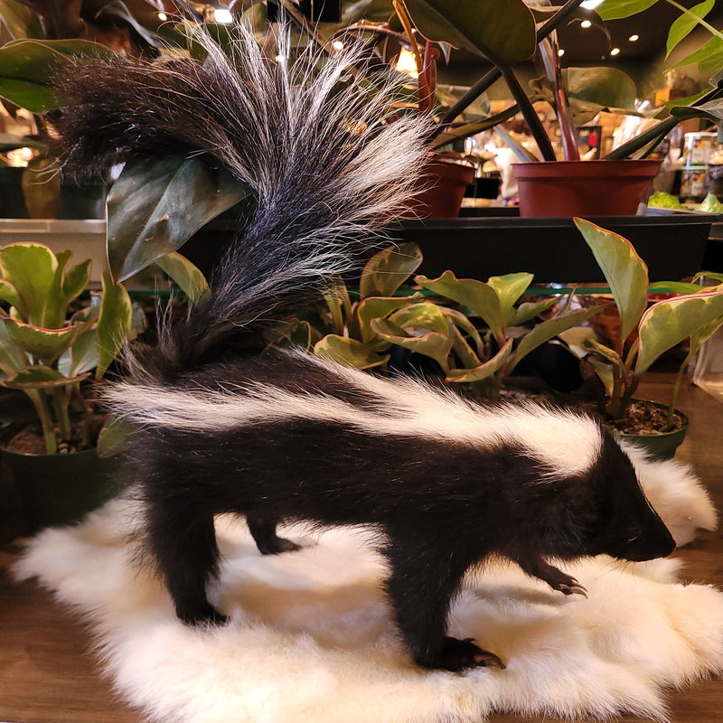 Skunk Kit Taxidermy Mount