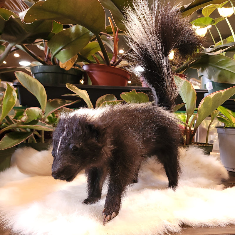 Skunk Kit Taxidermy Mount