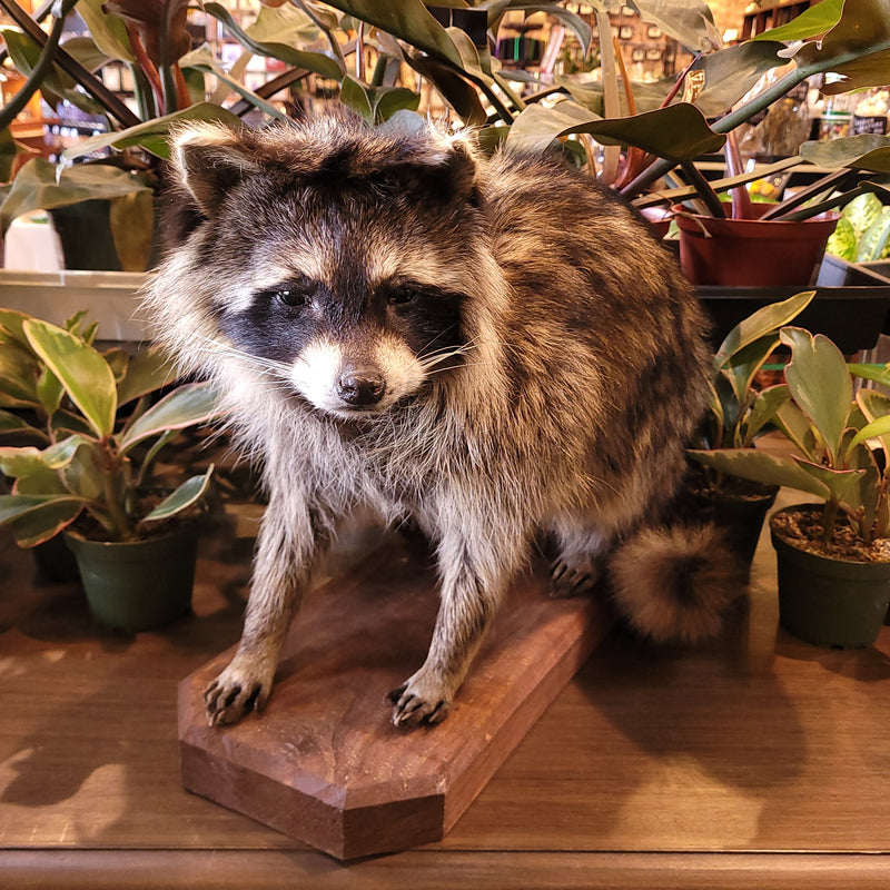 Raccoon Taxidermy Mount