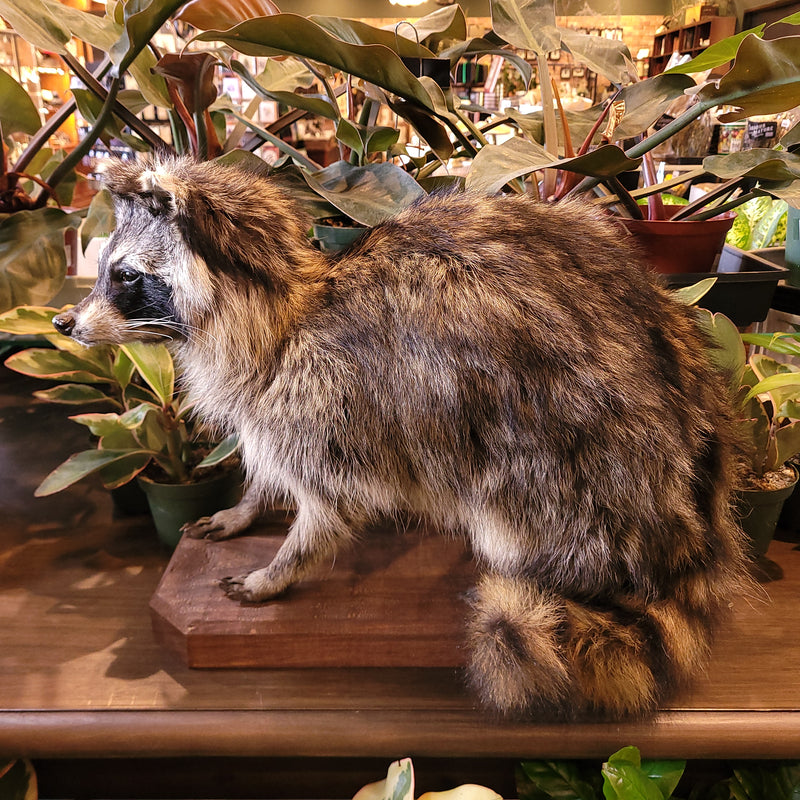 Raccoon Taxidermy Mount