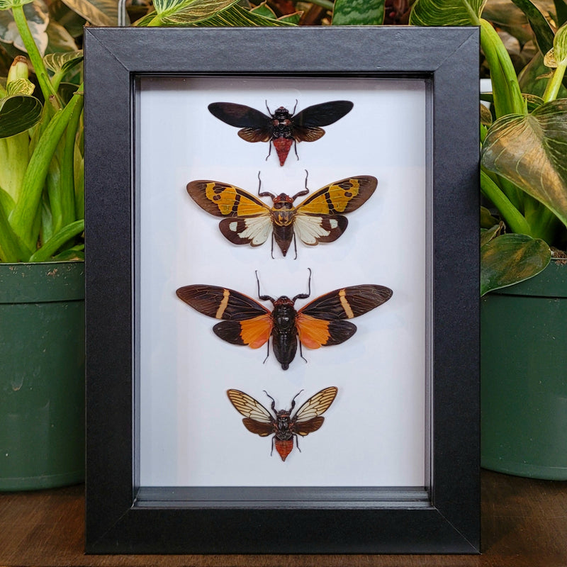 Little Boy Cicada Quartet in Frame