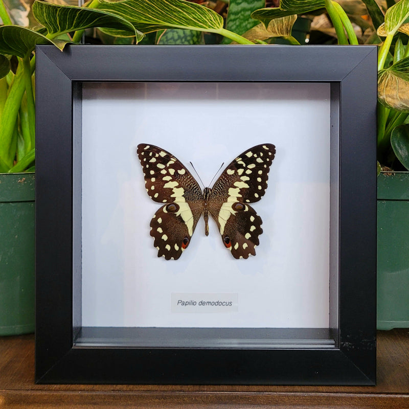 Citrus Swallowtail Butterfly in Frame