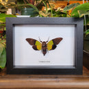Black & Green Cicada in Frame