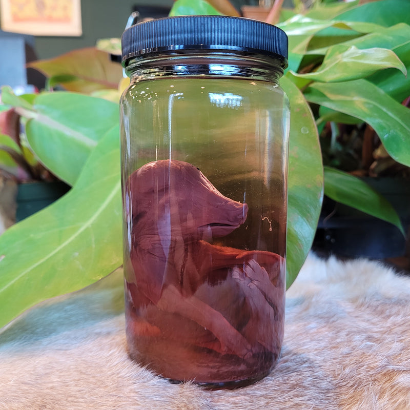 Fetal Pig Wet Specimen